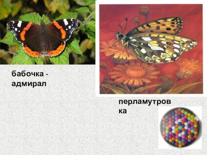 бабочка - адмиралперламутровка