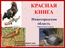 Презентация Красная книга Нижегородской области (перелетные птицы) презентация к уроку по окружающему миру (старшая группа)