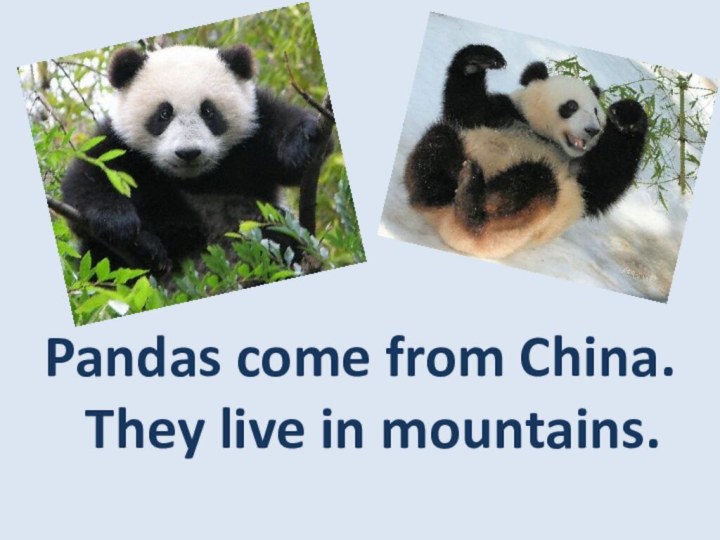 Pandas come from China. They live in mountains.