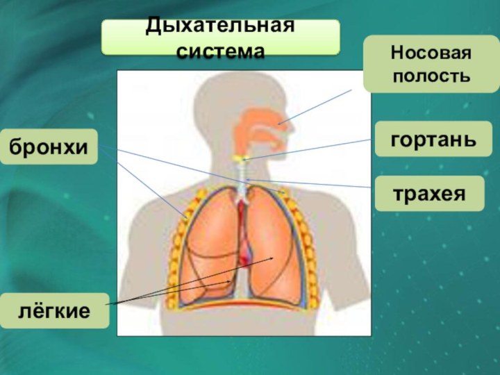 Носовая полостьгортаньтрахеябронхилёгкиеДыхательная система