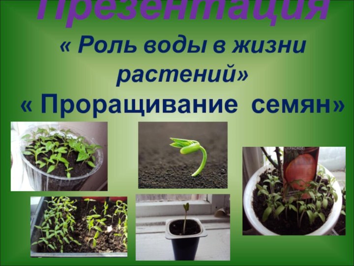 Презентация « Роль воды в жизни растений» « Проращивание семян»