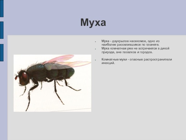 МухаМуха - двукрылое насекомое, одно из наиболее расселившихся по планете.Муха комнатная уже