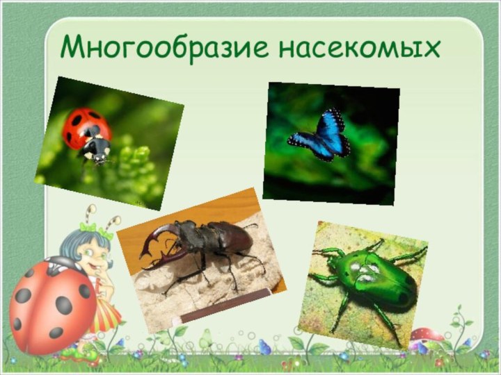 Многообразие насекомых