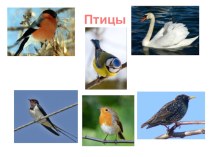 Жизнь птиц план-конспект урока по окружающему миру (1 класс)