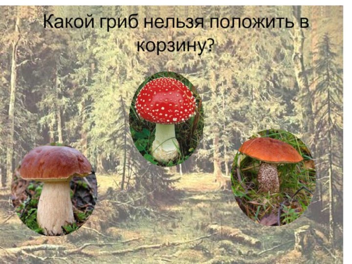 Какой гриб нельзя положить в корзину?