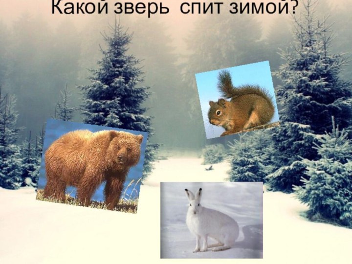 Какой зверь спит зимой?