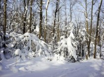 В гости к зиме. Невидимые нити в зимнем лесу. план-конспект урока по окружающему миру (3 класс) по теме