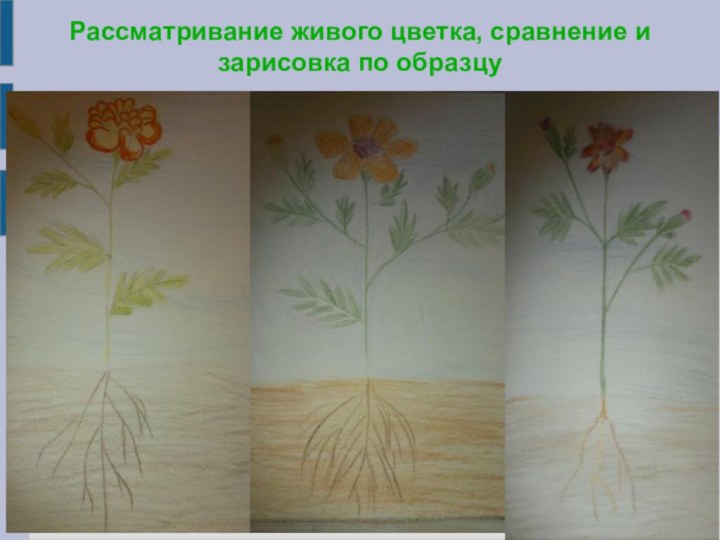 Рассматривание живого цветка, сравнение и зарисовка по образцу