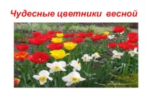 Чудесные цветники весной. презентация к уроку по окружающему миру (2 класс)