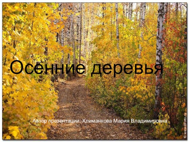 Осенние деревьяАвтор презентации: Хлиманкова Мария Владимировна