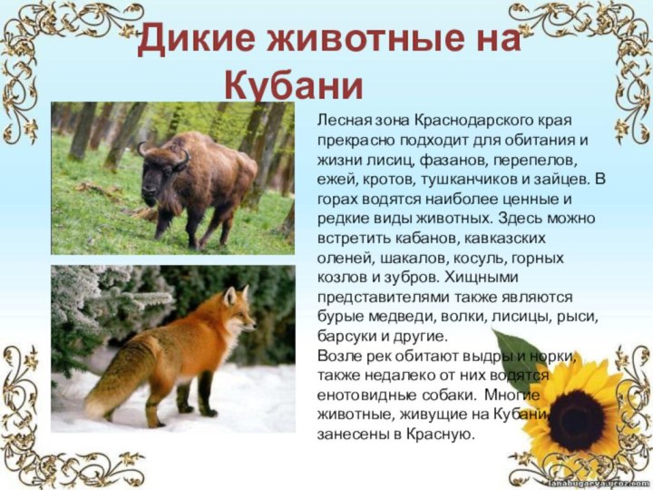Дикие животные на КубаниЛесная зона Краснодарского края прекрасно