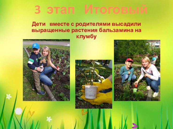 3 этап  ИтоговыйДети  вместе с родителями высадили выращенные растения бальзамина на клумбу