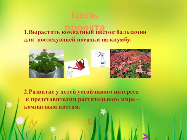 1.Вырастить комнатный цветок бальзамин для последующей посадки на клумбу.2.Развитие у детей