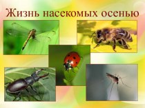 Жизнь насекомых осенью презентация урока для интерактивной доски по окружающему миру (средняя, старшая, подготовительная группа)