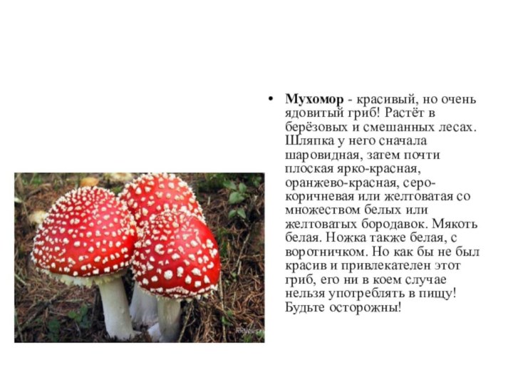 Мухомор - красивый, но очень ядовитый гриб! Растёт в берёзовых и смешанных
