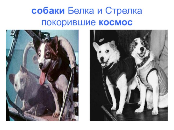 собаки Белка и Стрелка покорившие космос