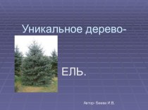 Уникальное дерево. презентация к уроку по окружающему миру (3 класс)
