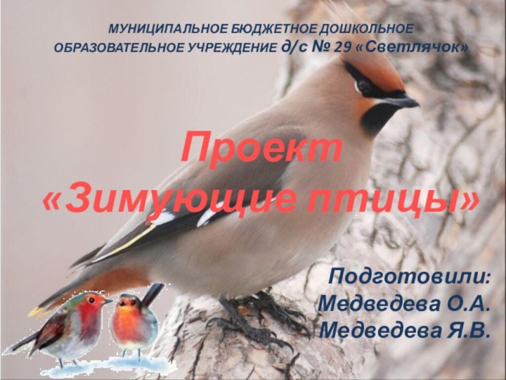 МУНИЦИПАЛЬНОЕ БЮДЖЕТНОЕ ДОШКОЛЬНОЕ ОБРАЗОВАТЕЛЬНОЕ УЧРЕЖДЕНИЕ д/с № 29 «Светлячок»Подготовили:Медведева О.А.Медведева Я.В.Проект «Зимующие птицы»