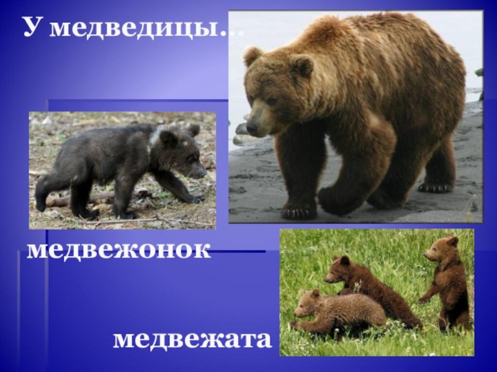 медвежатамедвежонокУ медведицы…