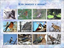 Презентация Как помочь зимующим птицам презентация к уроку по окружающему миру (средняя группа)