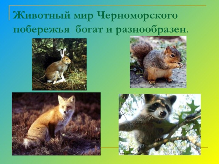Животный мир Черноморского побережья богат и разнообразен.