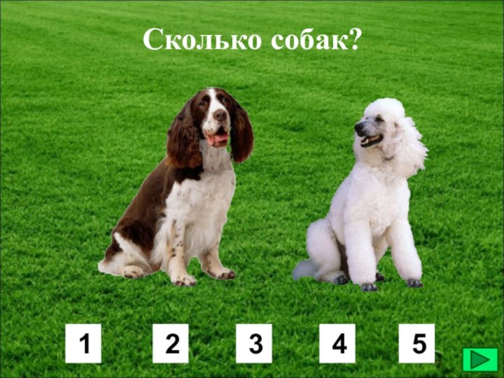Сколько собак? 1 2 3 4 5