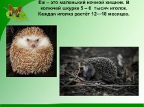 Ёж - это маленький ночной хищник. материал по русскому языку (2 класс)