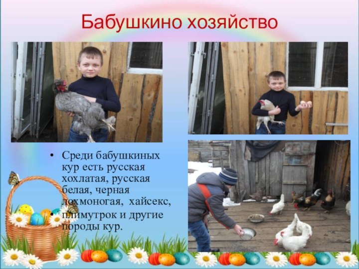 Бабушкино хозяйство Среди бабушкиных кур есть русская хохлатая, русская белая, черная