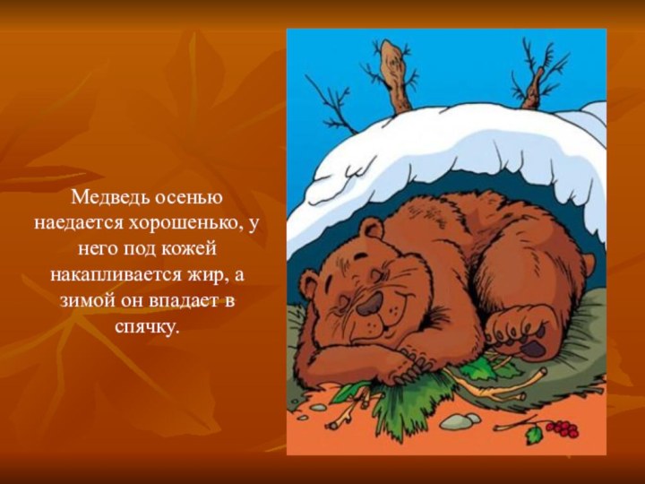 Медведь осенью наедается хорошенько, у него под кожей накапливается жир, а зимой