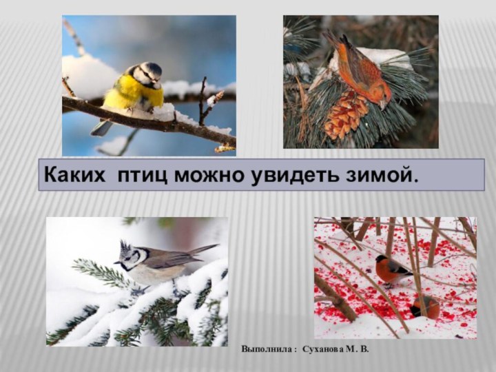 Каких птиц можно увидеть зимой.Выполнила : Суханова М. В.