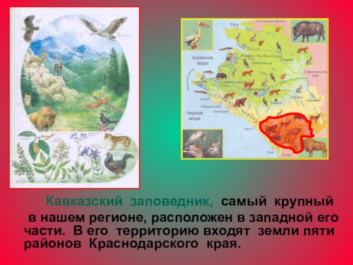 Кавказский заповедник, самый крупный 	в нашем регионе, расположен в западной его