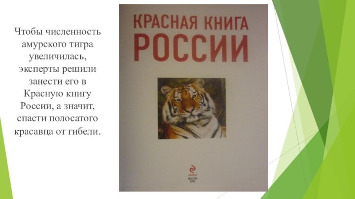 Чтобы численность амурского тигра увеличилась, эксперты решили занести его в Красную книгу