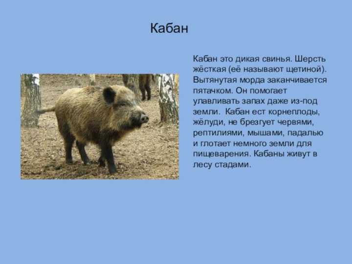 КабанКабан это дикая свинья. Шерсть жёсткая (её называют щетиной). Вытянутая морда заканчивается