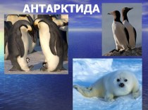 Животные Антарктиды презентация к занятию по окружающему миру (подготовительная группа) по теме