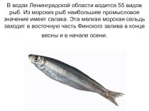 Рыбы Ленинградской области презентация к уроку по окружающему миру (4 класс)
