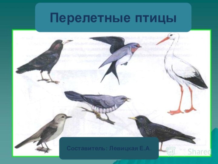 Составитель: Левицкая Е.А.Перелетные птицы