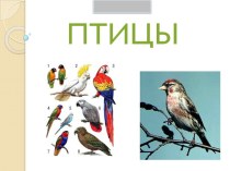 Птицы учебно-методический материал по окружающему миру (старшая группа)