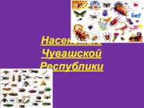 Насекомые Чувашской Республики презентация к уроку по окружающему миру (старшая группа)