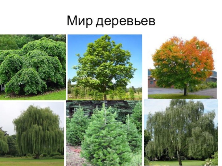 Мир деревьев