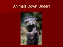 Презентация к уроку английского языка в 3 классе Animals Down Under! презентация к уроку по иностранному языку (3 класс)