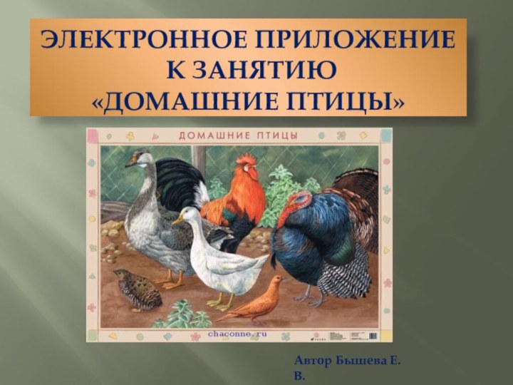 Электронное приложение  к занятию  «Домашние птицы»Автор Бышева Е.В.