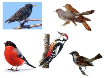Что мы знаем о птицах? презентация к уроку по окружающему миру (1 класс) по теме