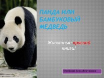 Панда-животное занесенное в красную книгу. презентация к уроку по окружающему миру (подготовительная группа)
