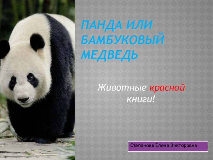 Панда или бамбуковый медведь Животные красной книги!